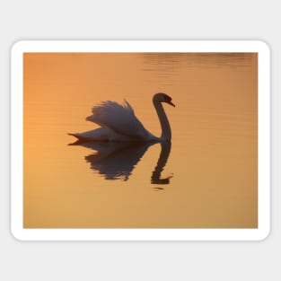 Swan Reflection Sticker